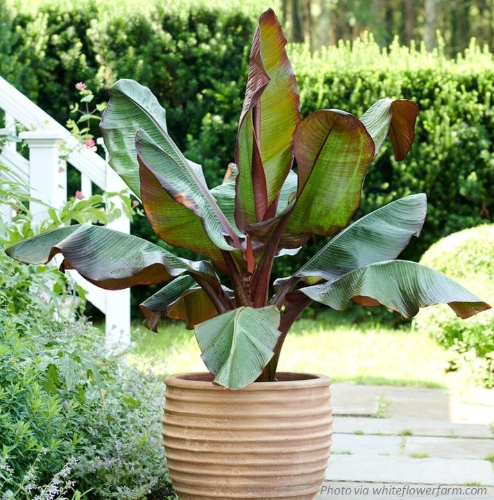 banana palm leaf plant Red Banana Tree