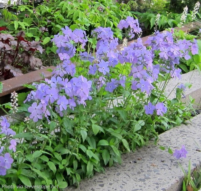blue moon indoor plant Blue Moon Phlox