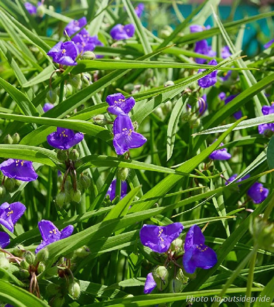 spider wart plant Ohio Spiderwort