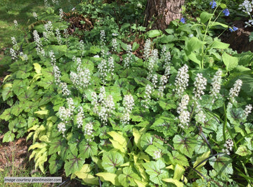 'Brandywine' Foamflower