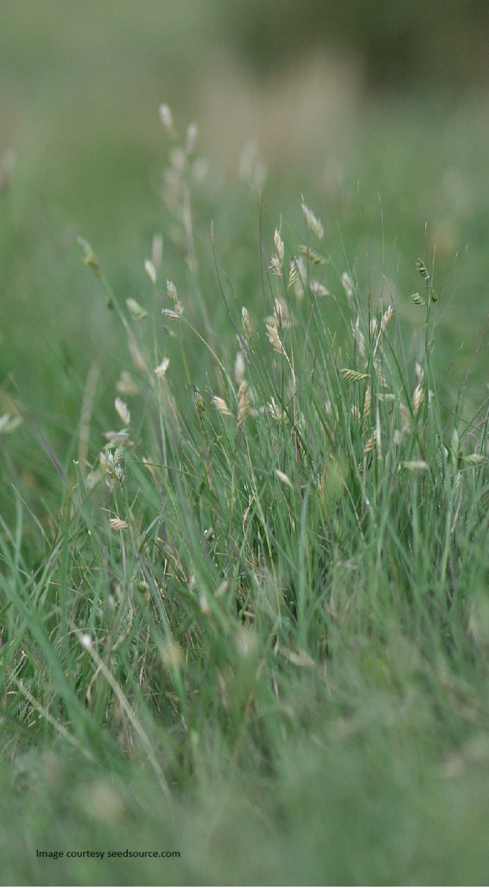 Buffalo Grass