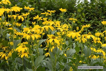 'Herbstsonne' Cutleaf Coneflower