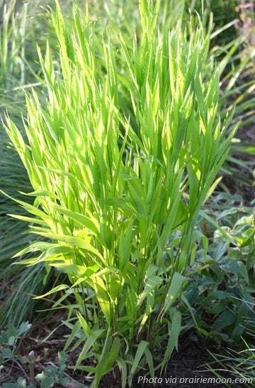 Northern Wood Oats