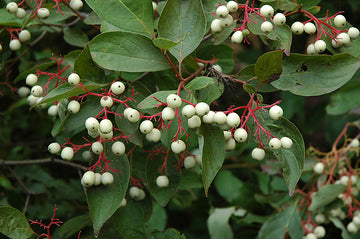 Gray Dogwood