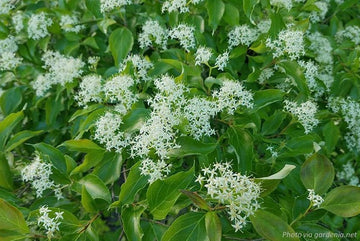 Gray Dogwood