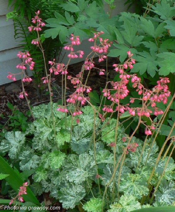 Dale's Alumroot