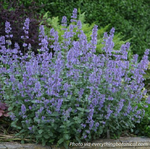 Catmint 'Summer Magic'