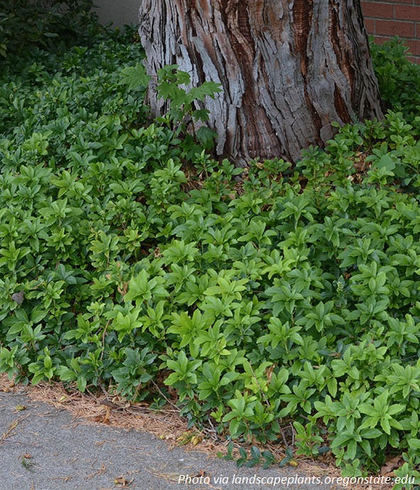 Japanese Spurge