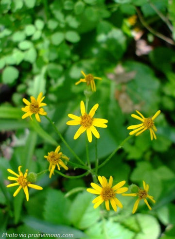 Golden Ragwort